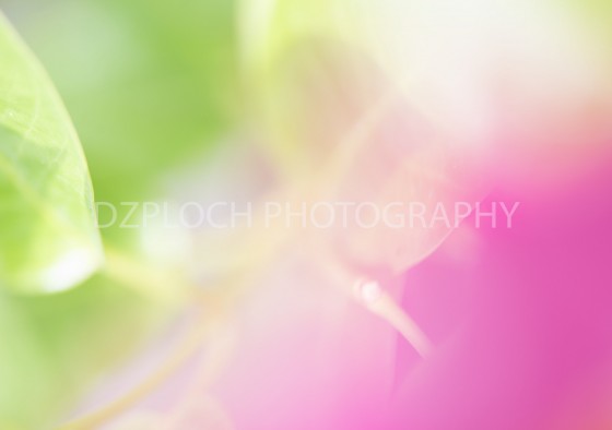 Photo 2 by Kyleen DzPloch for Fine Art Portfolio