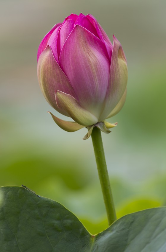 Lotus