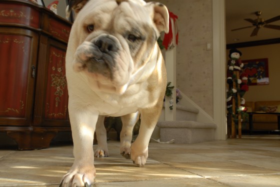 Photo 64 by Roy Caratozzolo for Pet Photography