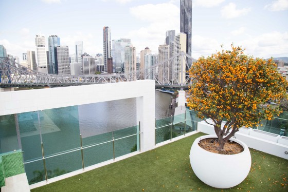 Private residence kumquat tree