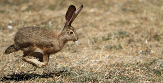 Jack Rabbit