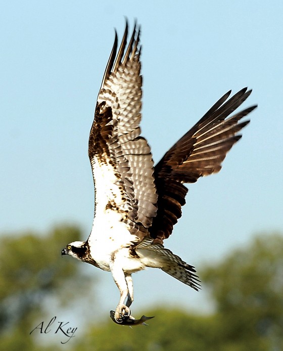 Photo 8 by Al Key Photography for Wildlife