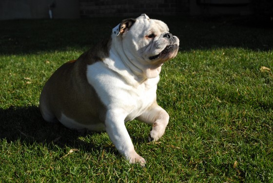 Photo 89 by Roy Caratozzolo for Pet Photography
