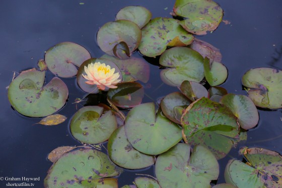 Naples Botanical gardens, Naples Florida