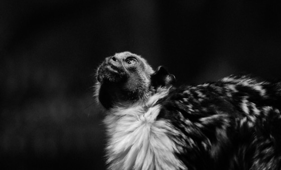 Photo 40 by Roy Caratozzolo for Pet Photography