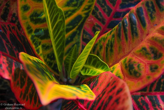 Crotons in the back yard.