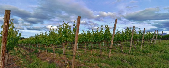 Spring Vineyard