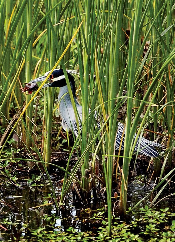 Photo 11 by Al Key Photography for Wildlife