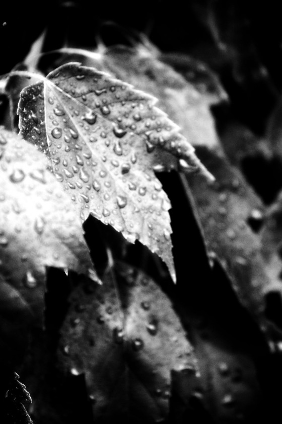 Photo 23 by Dream Lenz Photography for Mother nature