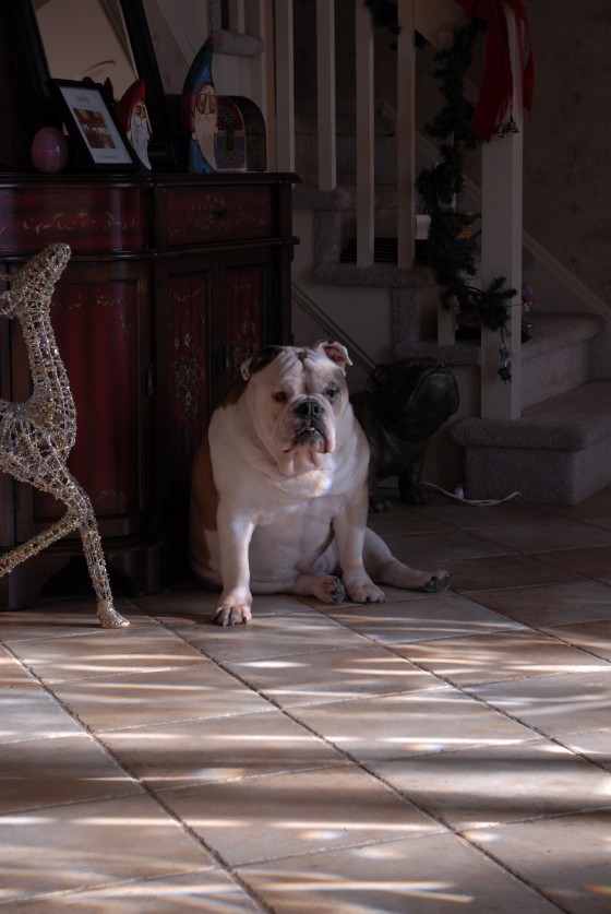 Photo 106 by Roy Caratozzolo for Pet Photography