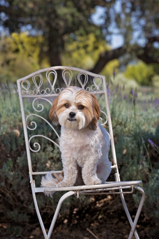 Photo 4 by Diana Lundin for Pet Photography