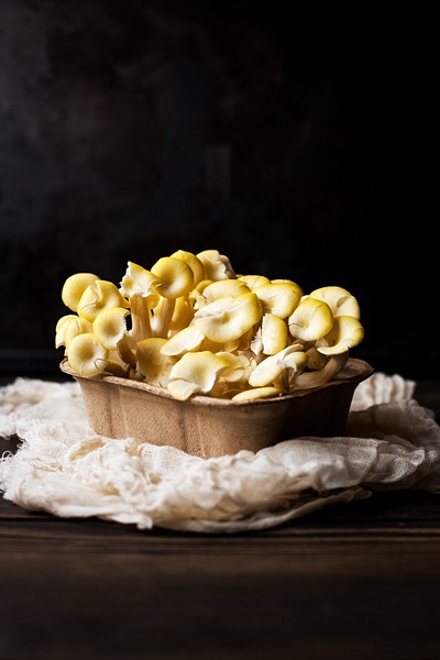 Yellow Oyster Mushrooms