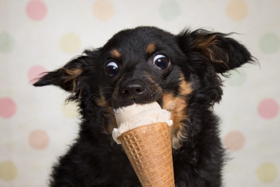 Photo 17 by Diana Lundin for Pet Photography