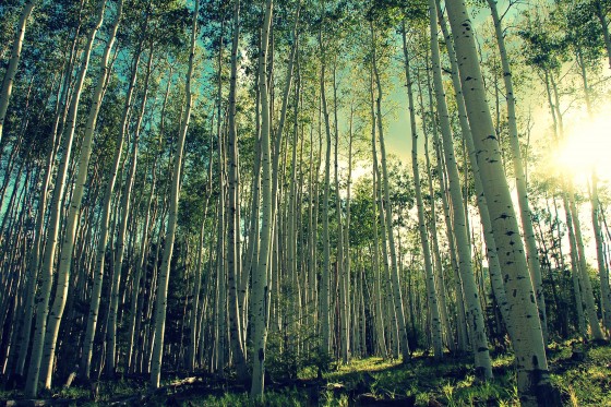 Photo 7 by Dream Lenz Photography for Mother nature