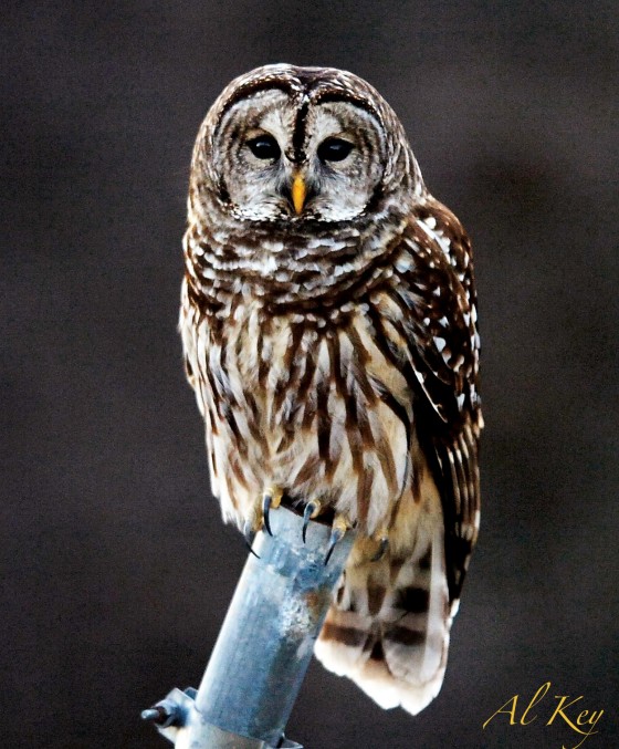 Photo 5 by Al Key Photography for Wildlife
