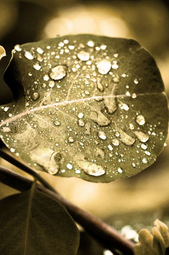 Photo 26 by Dream Lenz Photography for Mother nature
