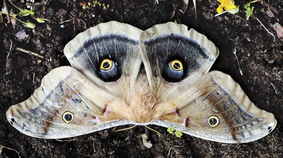 Photo 7 by Al Key Photography for Wildlife