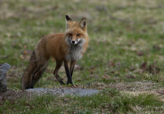 Red Fox