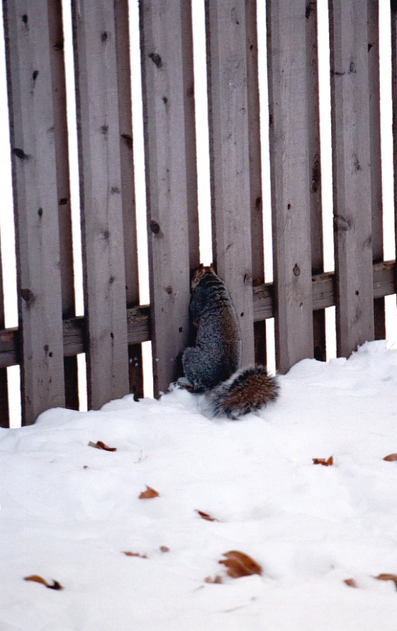 Photo 36 by Roy Caratozzolo for Pet Photography
