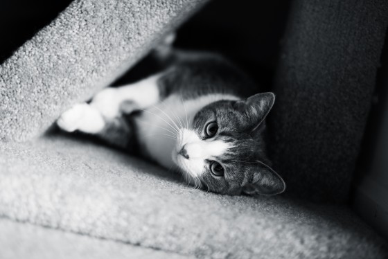 Photo 29 by Retrospect Designs for Pets