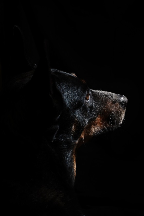 Photo 34 by Retrospect Designs for Pets