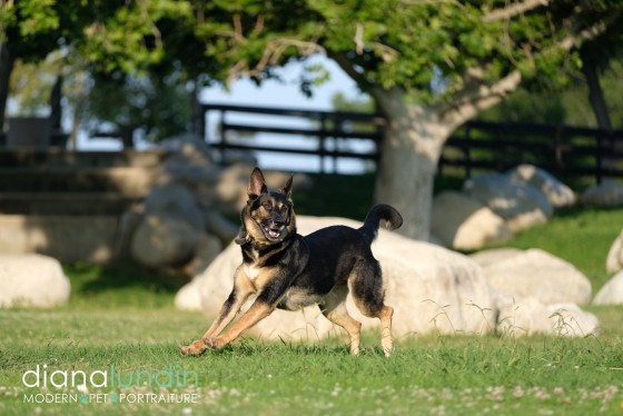 Photo 25 by Diana Lundin for Pet Photography