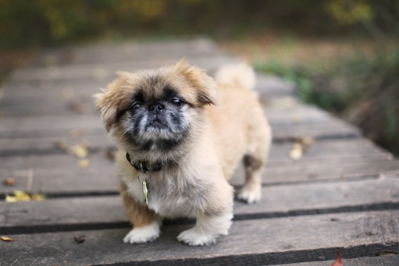 Photo 31 by Retrospect Designs for Pets