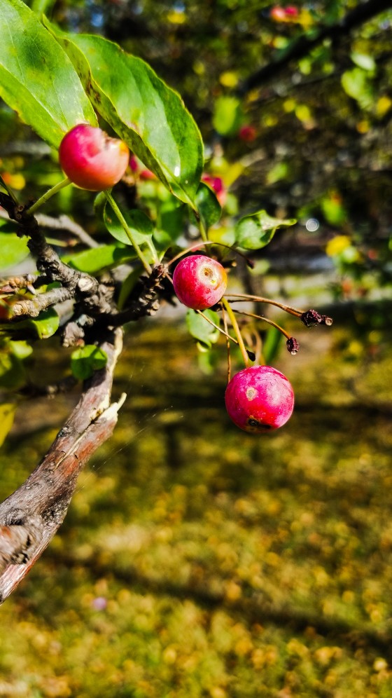 Cherry Tree