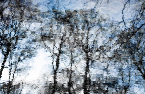 Photo 10 by Kyleen DzPloch for Fine Art Portfolio
