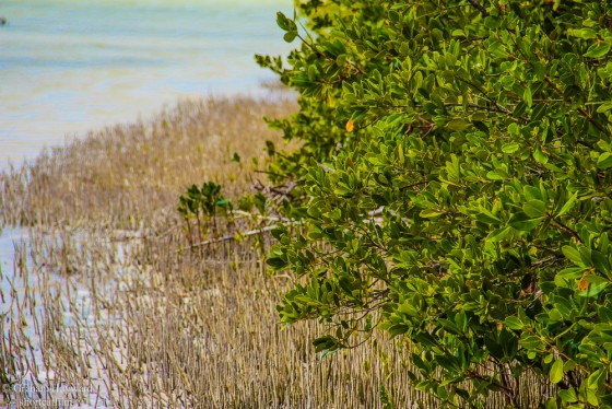 Mangroves
