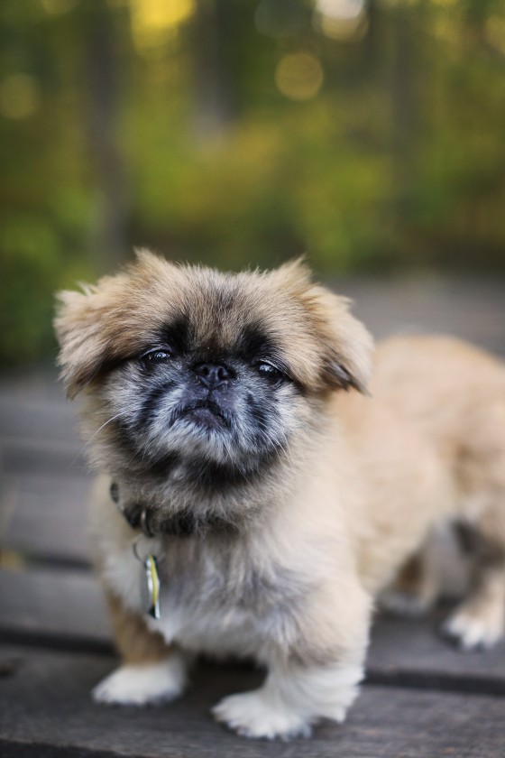 Photo 32 by Retrospect Designs for Pets
