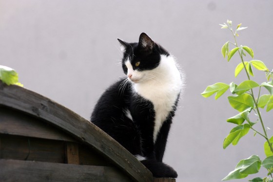 Spotting
