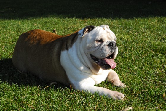 Photo 93 by Roy Caratozzolo for Pet Photography