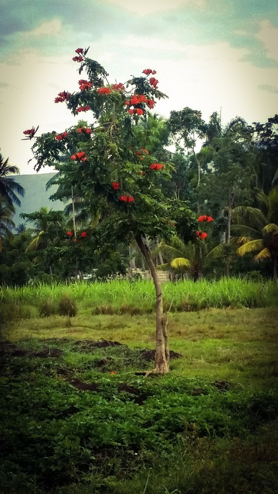 Haitian Tree