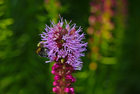 Save the Honey Bees
