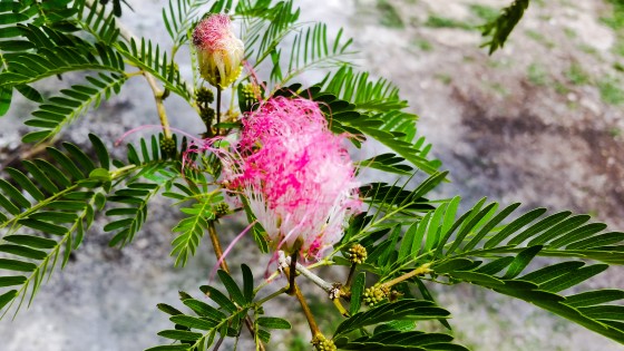 Haitian Bloom