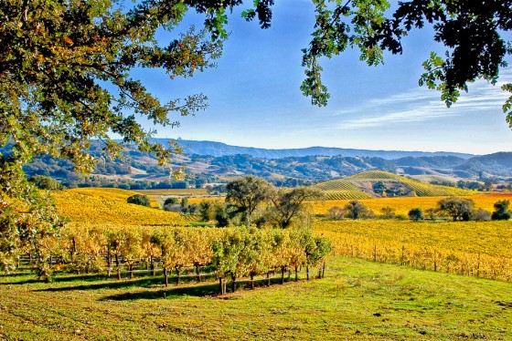 Win Grape Growing
Napa