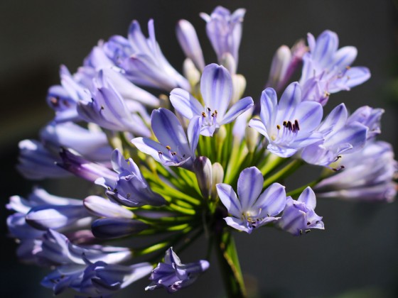 Photo 2 by Caslin for Nature