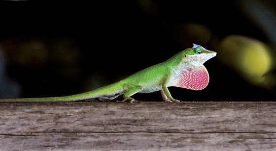 Photo 4 by Al Key Photography for Wildlife