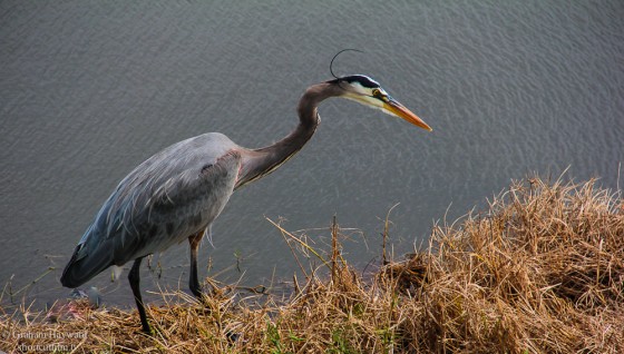 Photo 77 by Graham Hayward for General Photography