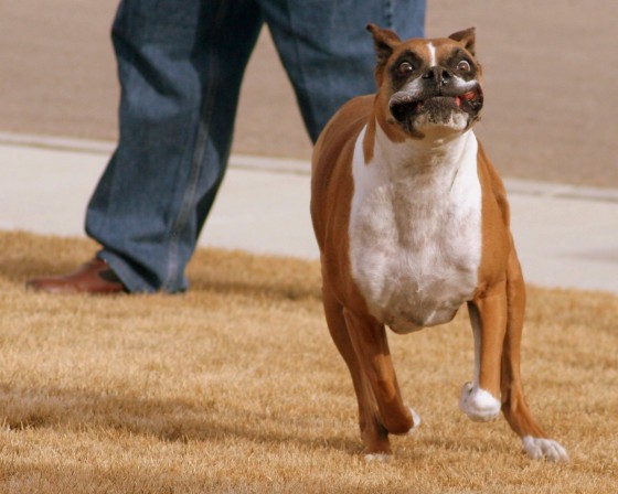 Loves to participate in the Flyball Trials.