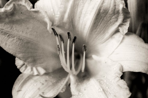 Photo 11 by Creative Maven for Nature Photography
