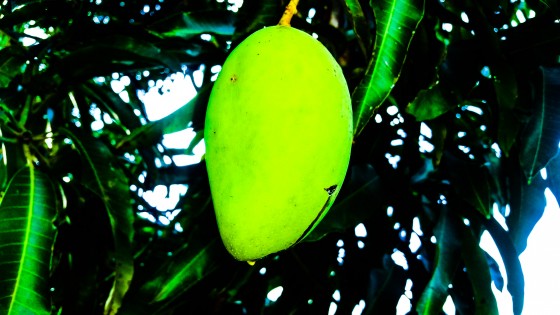 Bright Mango