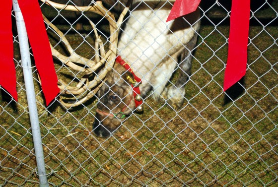 Photo 1 by Roy Caratozzolo for Pet Photography