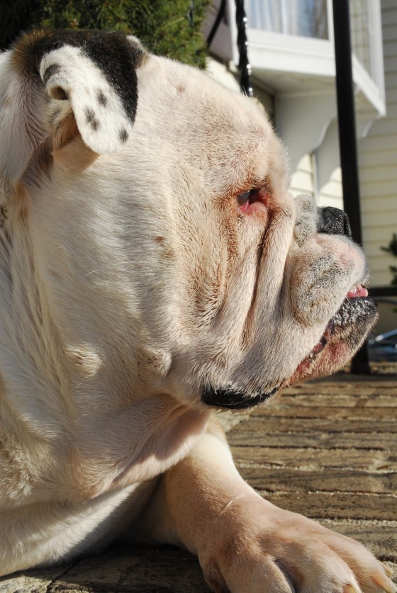 Photo 98 by Roy Caratozzolo for Pet Photography