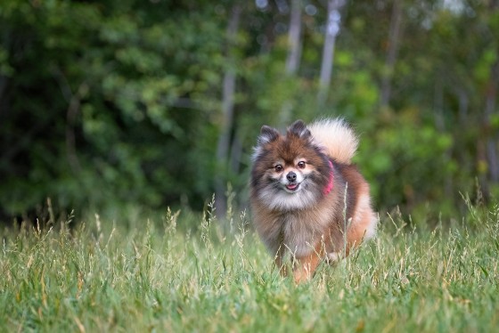 Photo 0 by Diana Lundin for Pet Photography