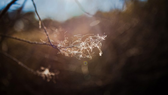 Photo 8 by Caslin for Nature