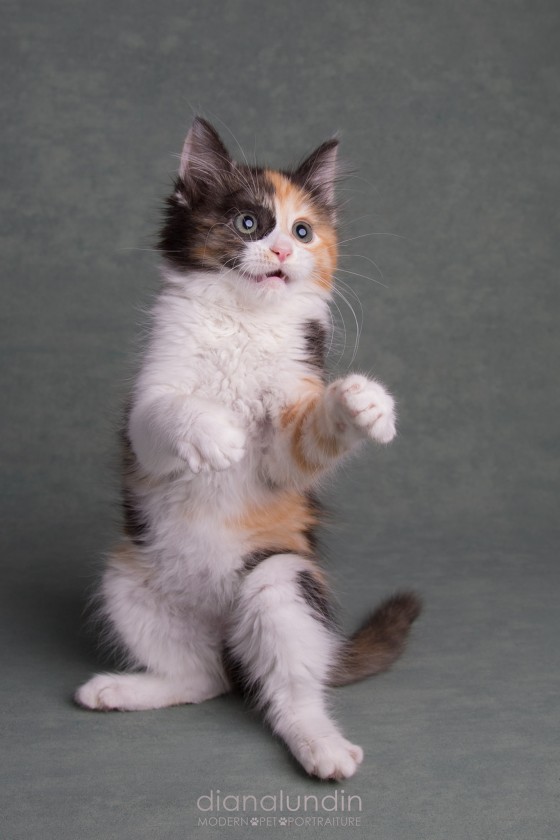 Photo 19 by Diana Lundin for Pet Photography