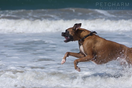 Photo 2 by Pet Charm Photography for Portfolio