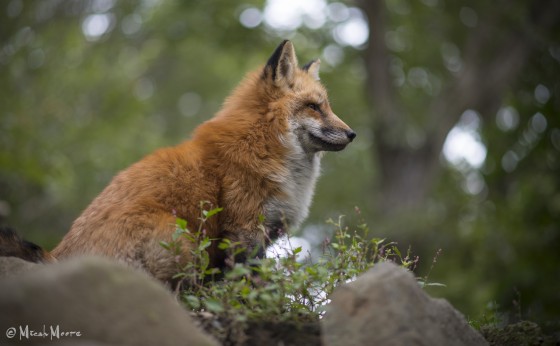 Nature / stock photography sample